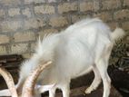 Saanan Goat