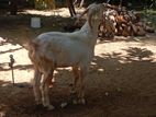 Sanan Male Goat
