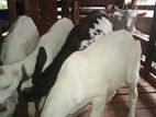 Saanan Male Goats