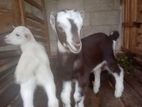 Saanan Milk Goat with Two Kids
