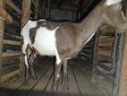 Saanen Alpine Goats