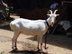 Farm Goat