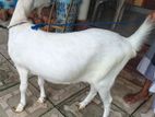 Sanan Female Goat