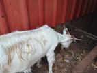 Saanen Female Goat