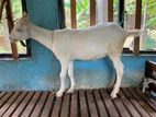 Saanen Goat