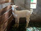 Saanen - Goat