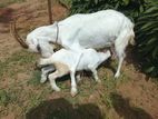 Saanen Goat