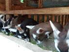 Saanen Goats