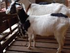 Sanen Goats