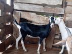 Saanen Goats