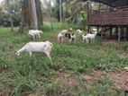 Saanen Goats