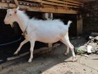 Sanen Male Goat