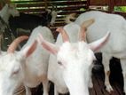 Goats (Eluwan)