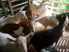 Sanan Female Goats