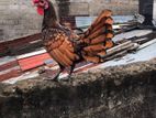 Sabait Chick