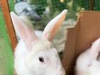 Rabbit