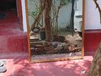 සැලුන් Mirror