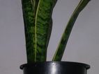 Sansevieria Indoor Plants