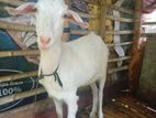 Saanen Goat