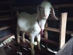Sanan Male Goat