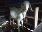 Sanan Male Goat