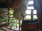 Sahanan Goat