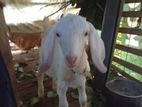 Saanen Goat