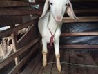 Sahanan Goat