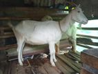 Sahanan Goat