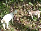 Saanen Goat