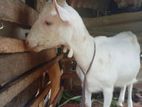 Sahanan Goat