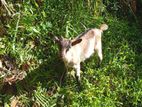 Saanen Goat