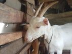 Sanaan Goats