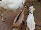 Sanaan Goats