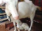 Sahanan Goats