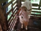 Saanen Goat