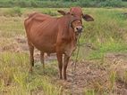 Sahiwal Cow