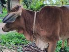 Sahiwal Cow