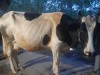 Sahiwal Prician Cow