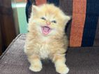 Siberian Persian Cat