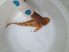 Sailfin Pleco