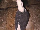 Pigeons