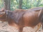 Saiwal Male Cow