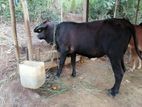 Sahiwal Cattle