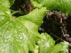 Salad Centella Plant