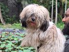 Shih Tzu Puppies