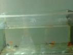 Fish Tank