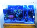 Fish tank