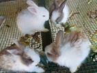 Baby Rabbits