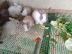 Baby Rabbit